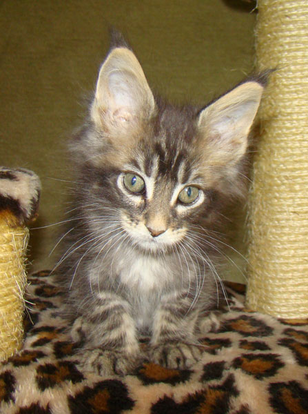     Catsvill County!   !    !       !!!    Catsvill County +7-926-544-74-09     .   ,   ,   ,    ,   ,  ,     ,   -,    ,   !